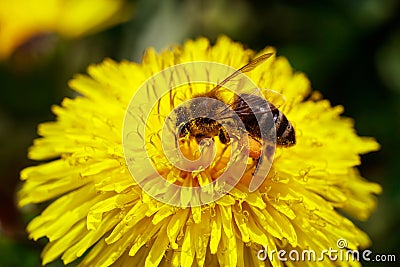 Honeybee on wild yellow flower Stock Photo