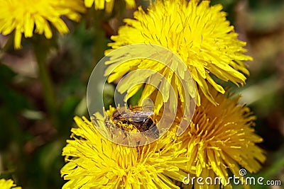 Honeybee on wild yellow flowers Stock Photo