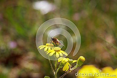 Honeybee on wild yellow flowers Stock Photo