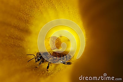 Honeybee in yellow flower Stock Photo