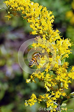 Honeybee on a yellow flower Stock Photo