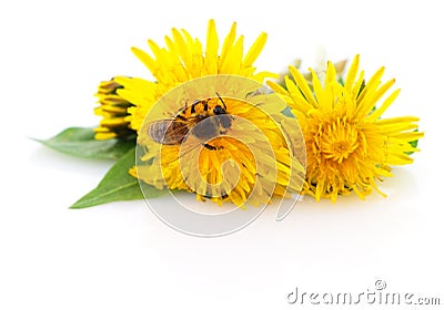 Honeybee and yellow flower Stock Photo