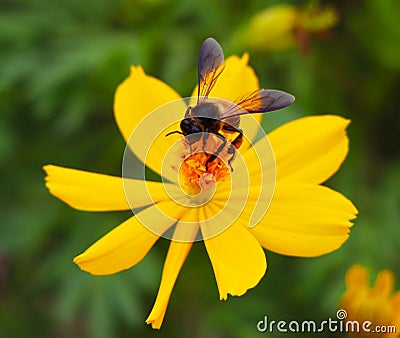 A honeybee on a yellow Yellow flower. Stock Photo