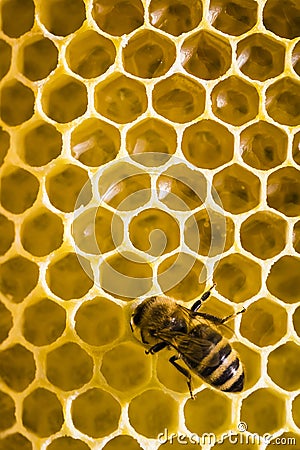 Honeybees - Apis mellifera - at the beehive Stock Photo