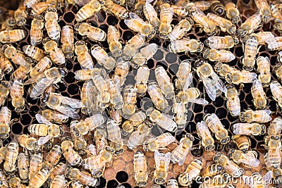 Honeybees on brood comb Stock Photo