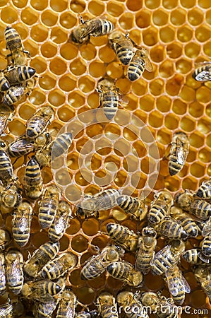 Honeybees on a comb Stock Photo