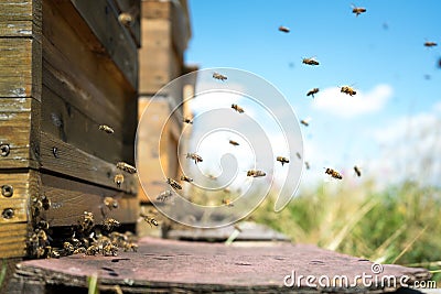 Honeybees fly and leave their beehive on a forest meadow in summer Stock Photo