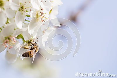 Honeybee Harvesting Pollen From Blossoming Tree Buds. Stock Photo