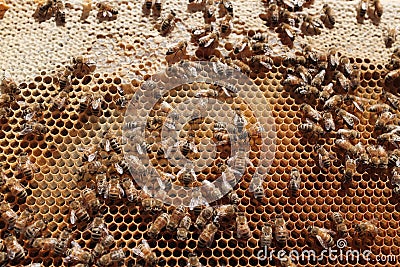 Honeybees in a Hive Stock Photo