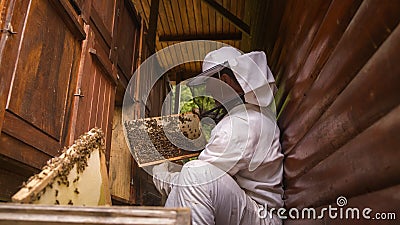 Honeybees on the hive frame with honeycomb, in the holder Stock Photo