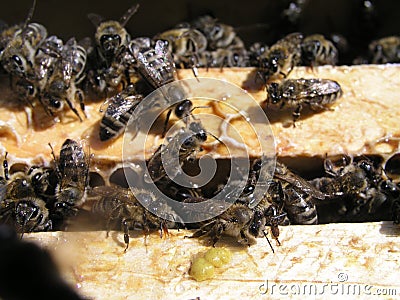 Honeybees in the nest on the wooden framework in the hive. dense cluster of swarms of bees in the nest. Working bees, drones and Stock Photo