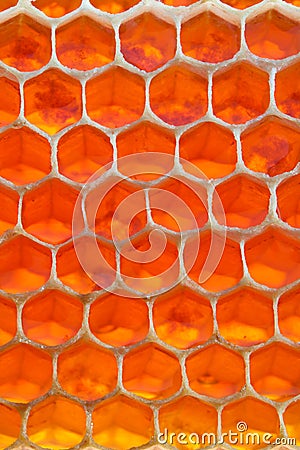 Honeycomb Stock Photo