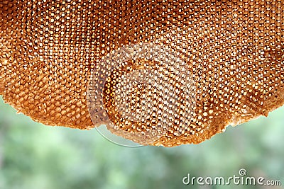 Honeycomb Stock Photo