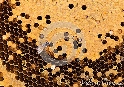 Closeup honeycomb background Stock Photo