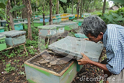 Honeycomb bee Editorial Stock Photo