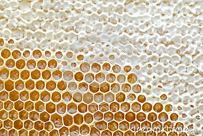 Honeycomb from a bee hive filled with golden honey in a full frame view. Background texture. Stock Photo