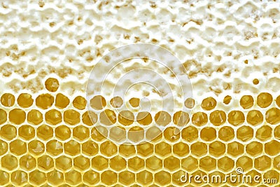 Honeycomb from a bee hive filled with golden honey in a full frame view. Background texture. Stock Photo