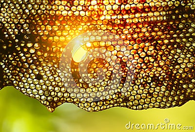 Honeycomb bees close-up and sun. Stock Photo