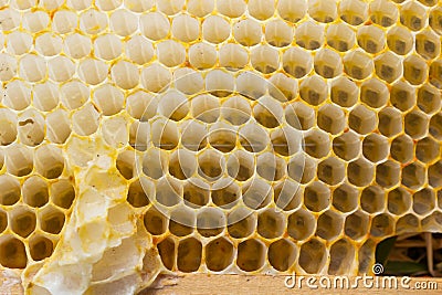 Honeycomb bees close-up in a wooden frame a working buckfast bee hive. The concept of beekeeping Stock Photo