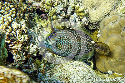 Honeycomb Filefish Cantherhines Pardalis ,Red sea , Stock Photo