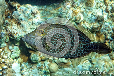 Honeycomb Filefish Cantherhines Pardalis ,Red sea , Stock Photo