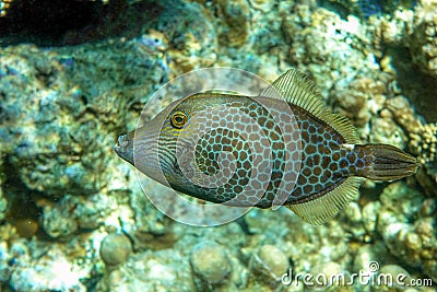 Honeycomb Filefish Cantherhines Pardalis ,Red sea , Stock Photo