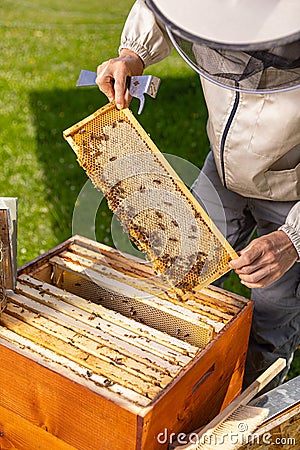 Honeycomb frame with bees Stock Photo