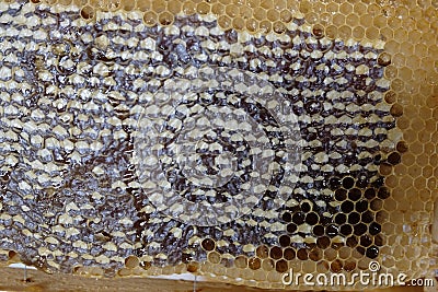 Honeycomb full detail Stock Photo