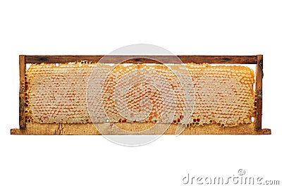 Honeycomb Stock Photo