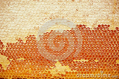 Honeycomb Stock Photo