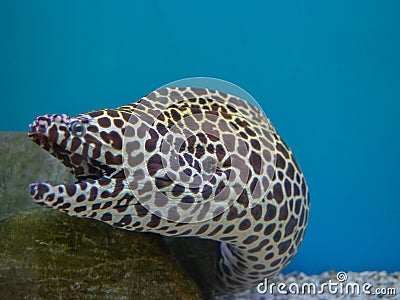 Honeycomb Moray Eel. Stock Photo