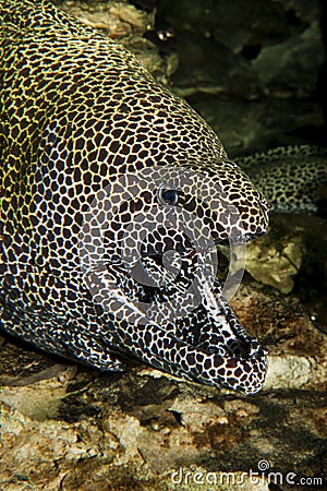 HONEYCOMB MORAY EEL gymnothorax favagineus IN SOUTH AFRICA, ADULT WITH OPENED MOUTH Stock Photo