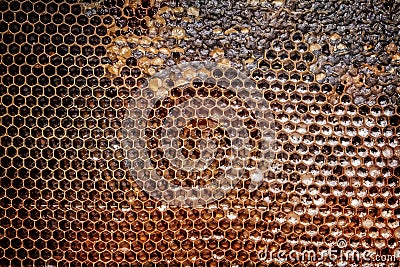 Honeycomb Stock Photo