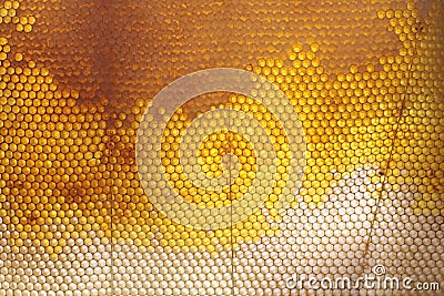 Honeycomb texture Stock Photo