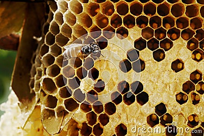 Honeycomb on wood Stock Photo