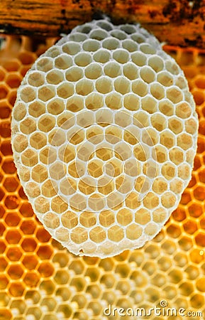 Honeycombs of honey bees are built without human intervention. Stock Photo