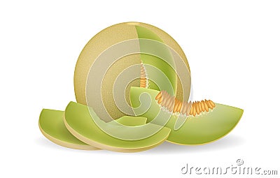 Honeydew melon realistic Cartoon Illustration