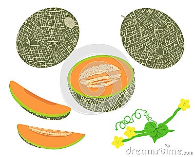 Honeydew melon vector Vector Illustration