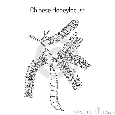 Honeylocust Gleditsia sinensis , medicinal plant Vector Illustration