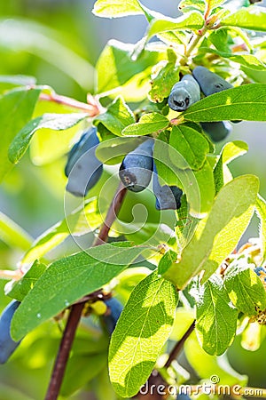 Honeysuckle berries at branch - Lonicera kamtschatica Stock Photo