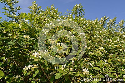 Honeysuckle blossoming (Lonicera caprifolium L. ) Stock Photo