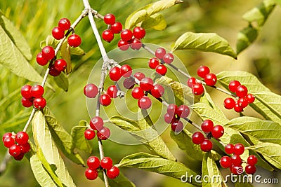 Honeysuckle fruits Stock Photo