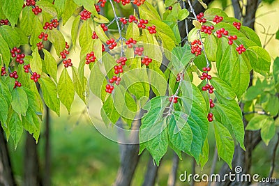 Autumnal leaves and fruits Stock Photo