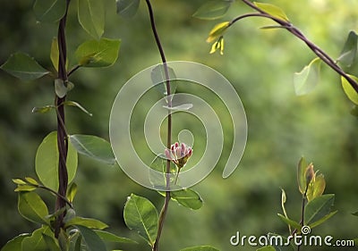 Red honeysuckle flower in green nature Stock Photo