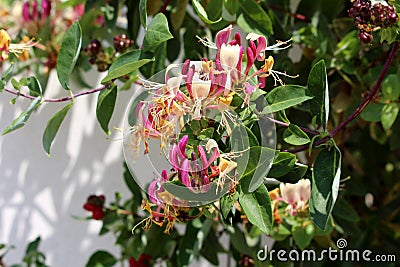 Honeysuckle or Lonicera hardy twining climber plant with bilaterally symmetrical white and light purple open blooming flowers Stock Photo