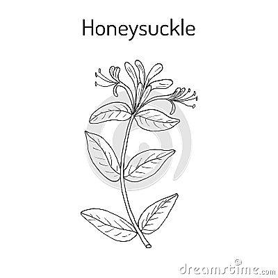 Honeysuckle Lonicera periclymenum , or woodbine, medicinal plant Vector Illustration