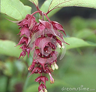 Honeysuckle shrub with red grape flowers Stock Photo