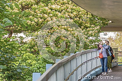 People taking photo in front of a blooming spider tree flower Editorial Stock Photo