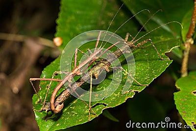 Hong Kong spiny stick insect mating on leaf Stock Photo