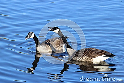 Honking Canada Geese Stock Photo